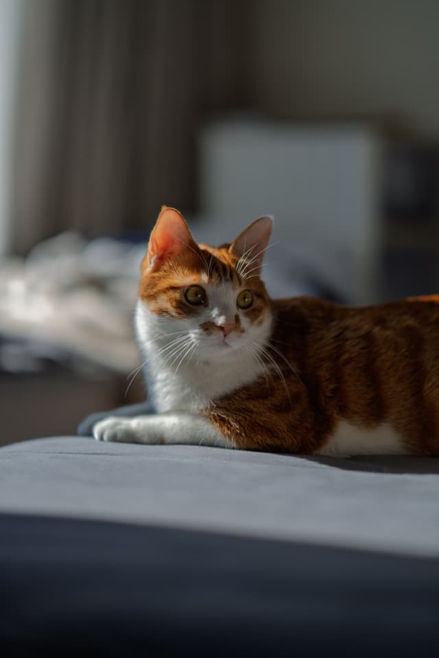 一只橙白相间的猫躺在床上，阳光透过窗户洒在它的身上，背景模糊。