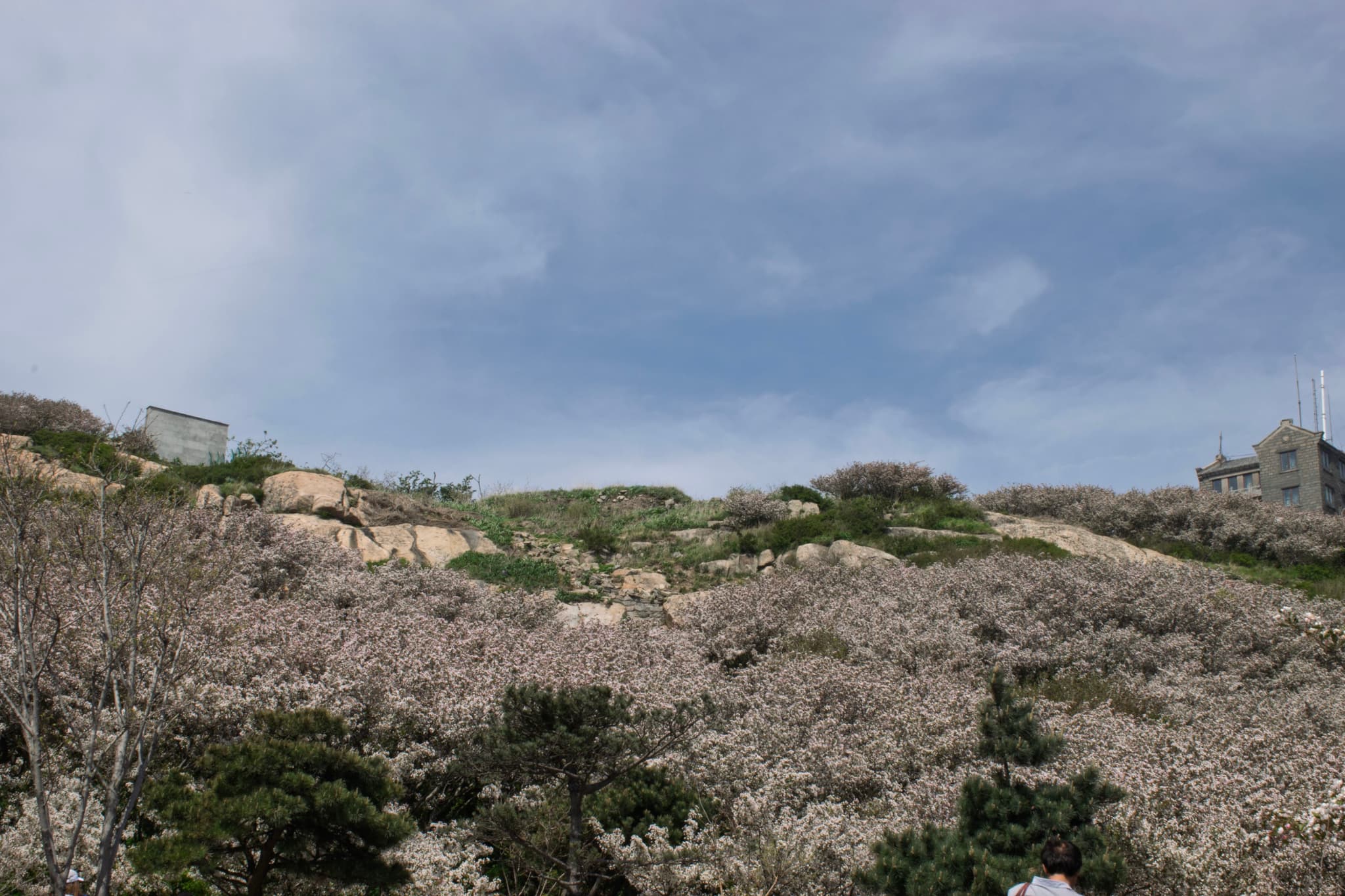 开满粉色花朵的山坡，背景是蓝天白云和远处的建筑。