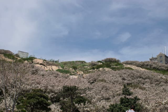 开满粉色花朵的山坡，背景是蓝天白云和远处的建筑。