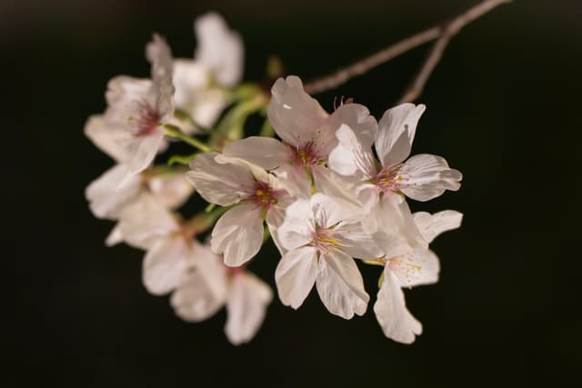 一簇精致的淡粉色花朵，花瓣纤薄，花蕊清晰可见，背景是深色模糊的背景。